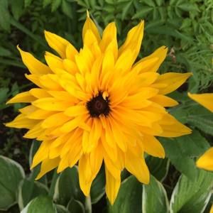 Meet your Posher, Leonora